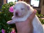 NEWBORN BICHON PUPPY