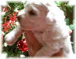 Casper, male Bichon Frise puppy