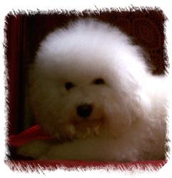 Maggie, Bichon Frise