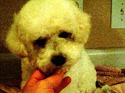 Bichon Frise puppy