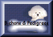 AKC registered Bichon Frise, Champion pedigrees